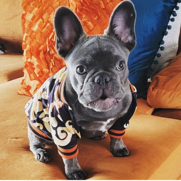 Dog Jacket Designer-Look - Picture 7 of 7